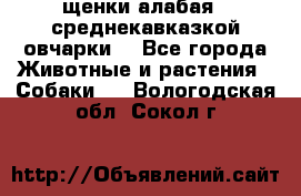 щенки алабая ( среднекавказкой овчарки) - Все города Животные и растения » Собаки   . Вологодская обл.,Сокол г.